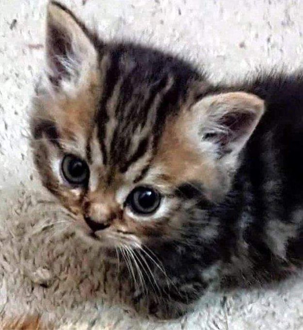 PS... We&rsquo;re getting a new kitten.. say hello to our new addition, &ldquo;Lil&rsquo; Biggie Smalls&rdquo; and the &ldquo;Guru&rdquo;&rsquo;s