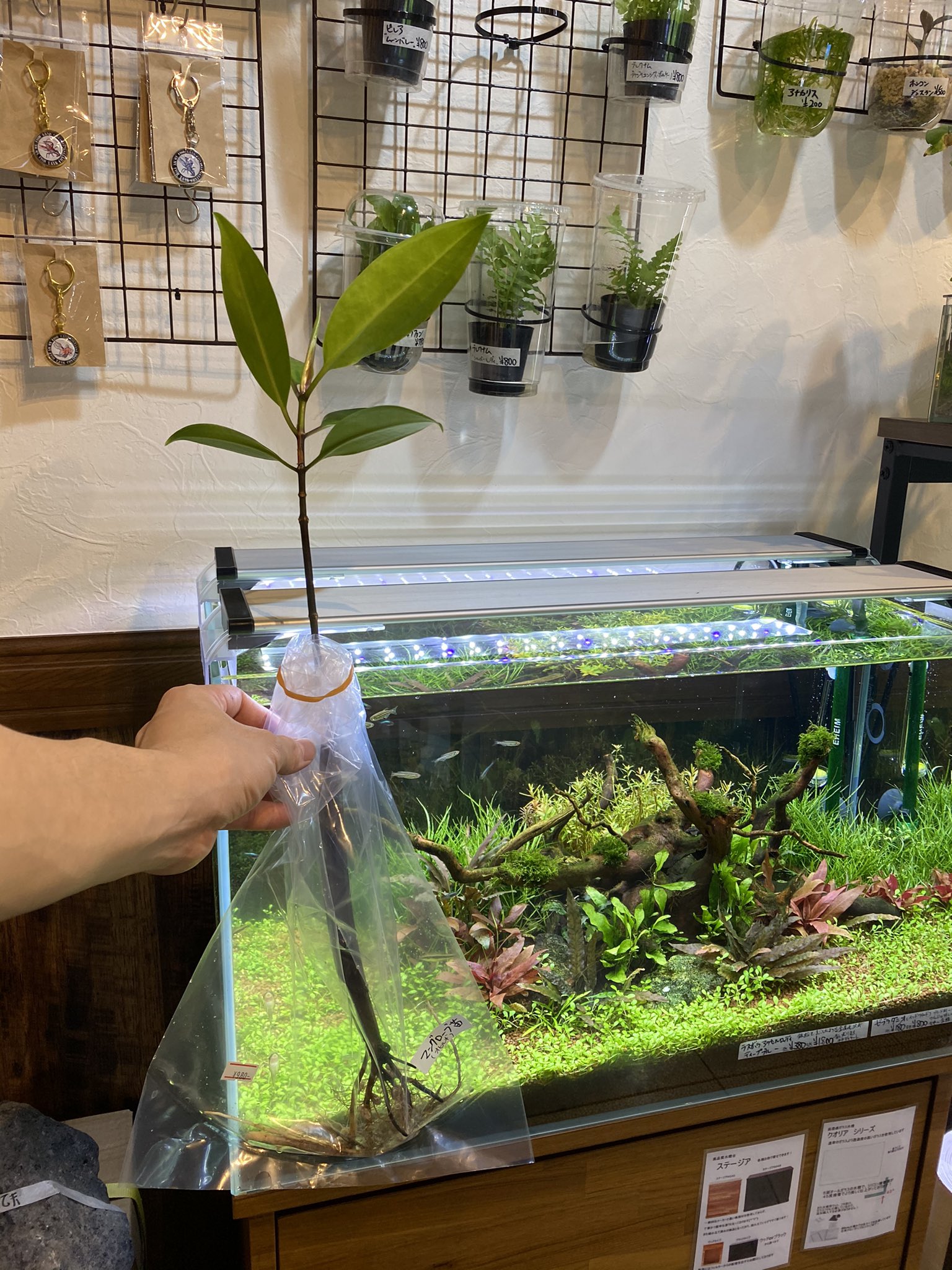 Aquarium Kind ボルビティスの水上葉は完売しましたが マングローブはまだあります 笑 60センチほどのビッグな苗です 胎生種子で入荷したものを室内の腰水管理ですくすく育てた綺麗な株です ヤエヤマヒルギとオヒルギがあります お好きな方はぜひ