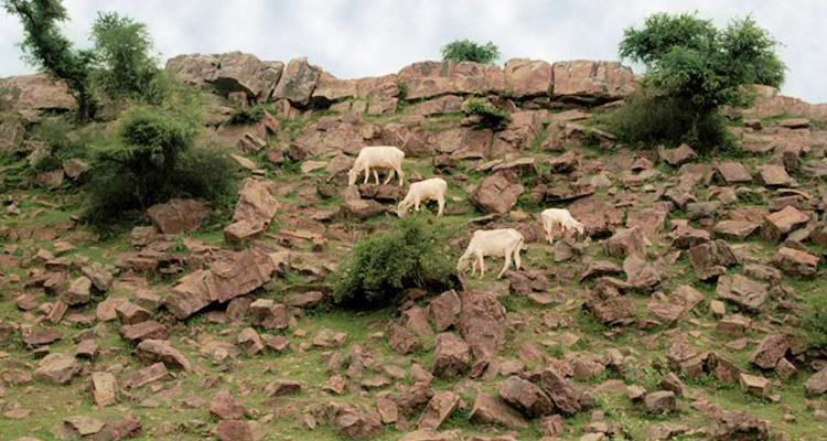 ഉയര്‍ത്തി നില്‍ക്കുകയായിരുന്നു. ഒടുവില്‍ കൃഷ്ണന്റെ ദൈവീക ശക്തിക്കു മുന്നില്‍ ഇന്ദ്രന് കീഴടങ്ങേണ്ടി വന്നു. കൃഷ്ണനെ അംഗീകരിക്കേണ്ടിയും വന്നു. ഗിരിധാരി എന്ന പേരില്‍ കൃഷ്ണന്‍ അറിയപ്പെട്ടു തുടങ്ങിയതും ഈ സംഭവത്തിന് ശേഷമാണ്4