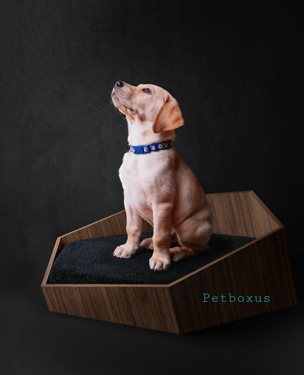 petboxus's tweet photo. Do you ever look at your dog and feel your heart melt because you love them so much?
https://t.co/6N7iGYijNM https://t.co/y7vHzFL0oI