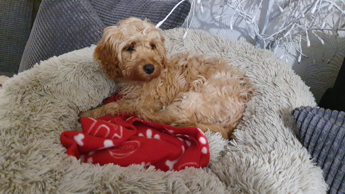 Dalyesha's tweet photo. #cockapoo #snowpose #snowdog
#puppylove @doggos4all https://t.co/AoLlGTZwOu