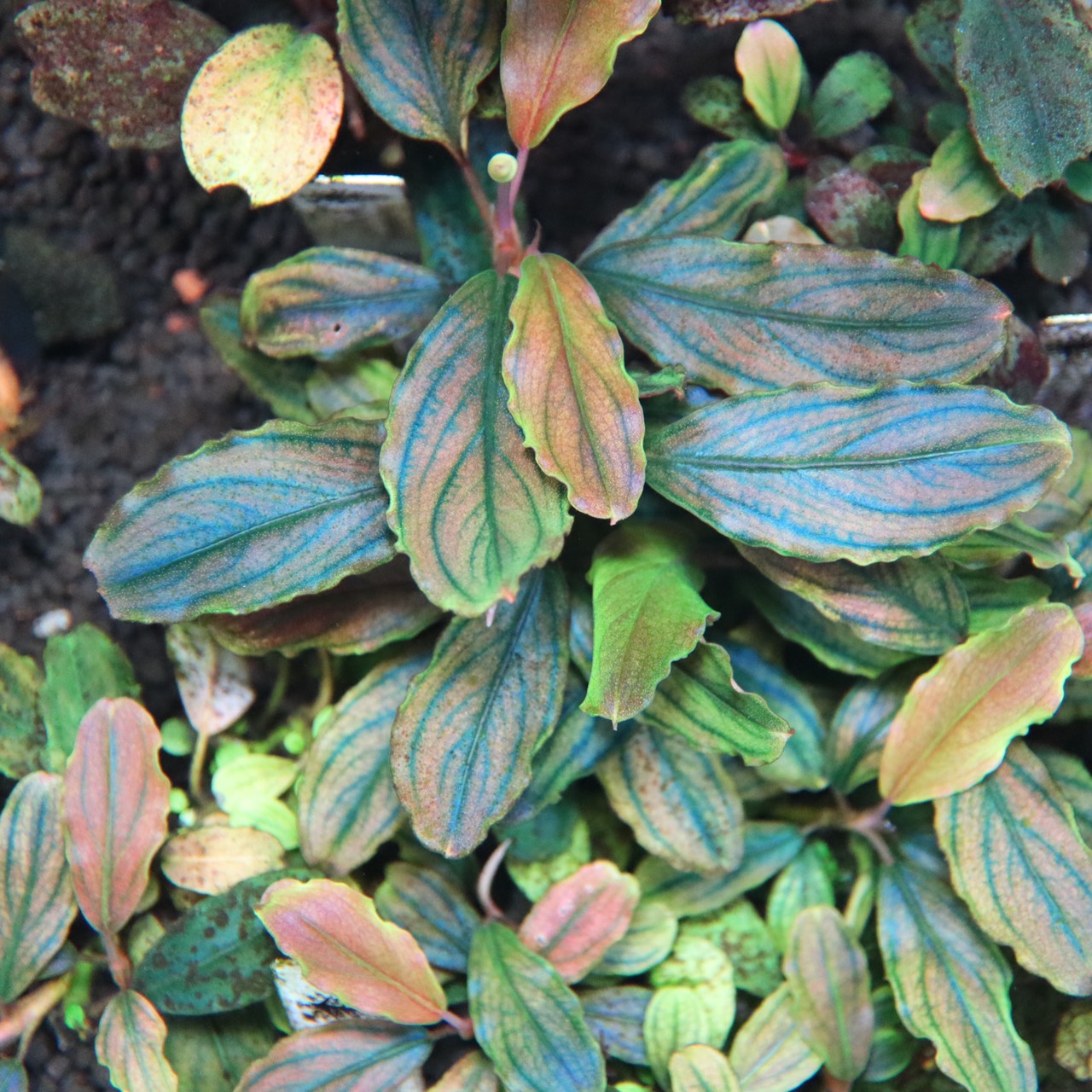 Bucephalandra sp.King rainbow purple