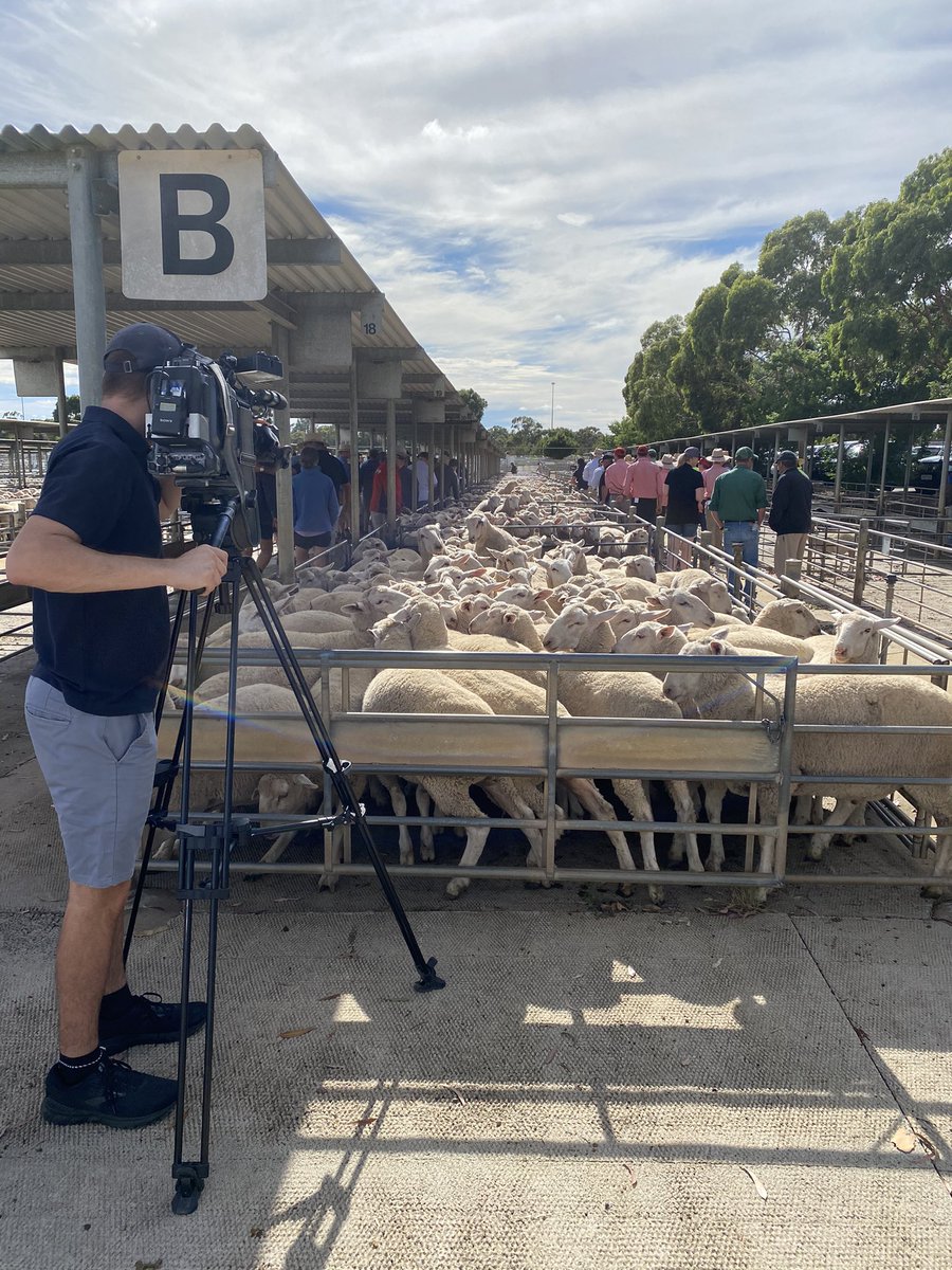 Grace Aicken (@grace_aicken) on Twitter photo Cattle, sheep and lamb have gone under the hammer at Bendigo Livestock Exchange’s first sale for the year. <a href="/WINNews_Ben/">WIN News Bendigo</a> @WIN_TV <a href="/saveourvoices/">Save Our Voices</a> Cattle, sheep and lamb have gone under the hammer at Bendigo Livestock Exchange’s first sale for the year. <a href="/WINNews_Ben/">WIN News Bendigo</a> @WIN_TV <a href="/saveourvoices/">Save Our Voices</a>