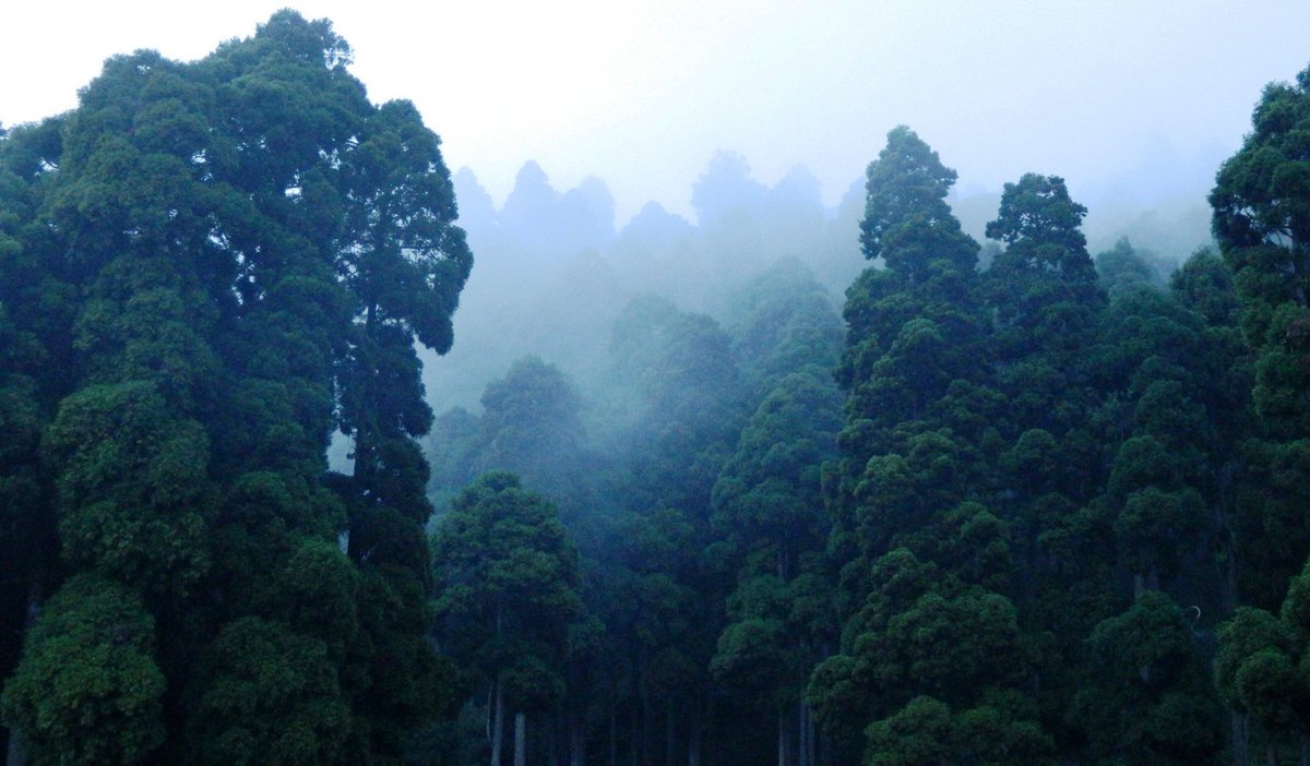 unredd's tweet photo. #Forests are a critical buffer against #climatechange, absorbing one-third of the carbon we emit every year, maintaining stable rainfall patterns and moderating extreme temperatures.

#BetterWithForests #newbeginnings #NewYear2021 https://t.co/xWgHtqjW5k