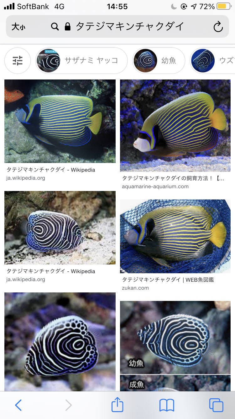 ヅッピ いのちつくる 31 推しの魚 ナンヨウハギ 映画の影響もあるがパキッとしたブルーに差し色のイエローがオシャレ ユウゼン 小笠原諸島の固有種っていうレアさと名前の雅さよ パウダーブルータン 淡めブルーとホワイトにビビットなイエローがキュート