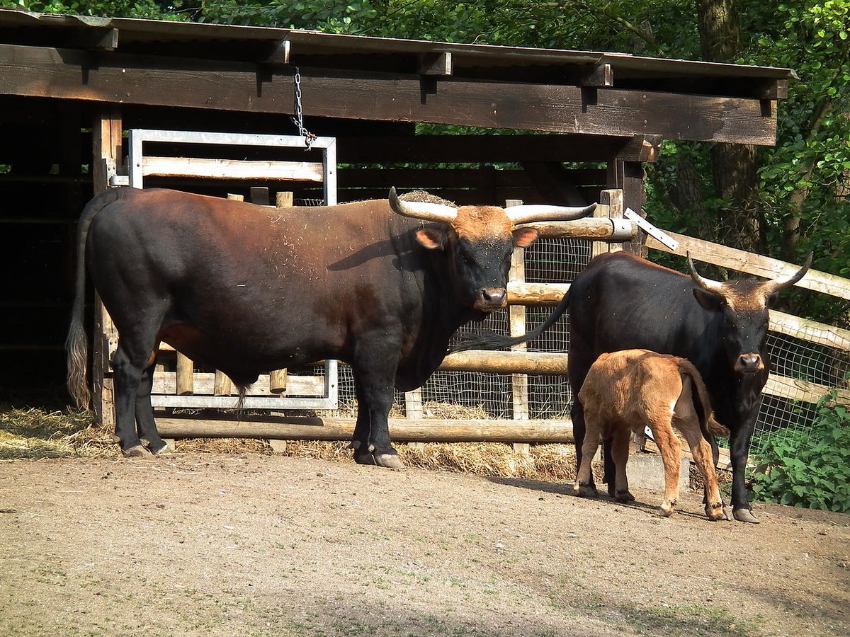 Also, for anyone who wasn't familiar:We've tried to do this the opposite way, too.The Nazis tried to recreate the wild Aurochs, to have a murderous bull animal roaming the countryside for young German men to hunt and get gored by.They're called Heck Cattle. They nasty.