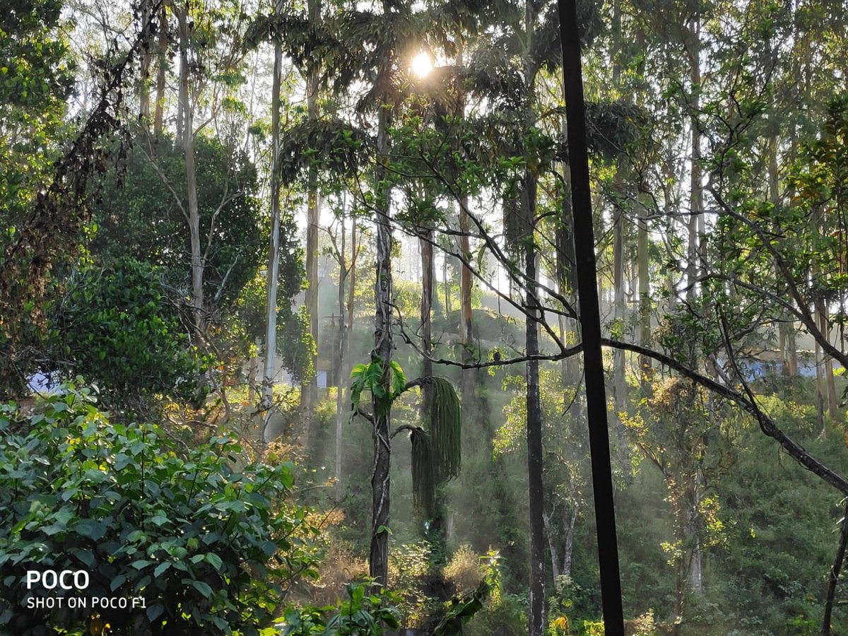 nimalsdn's tweet photo. #Valparai #SaveSholaForests #NatureisNature #AmidstofWildlife https://t.co/Lpa1mUPo7Y