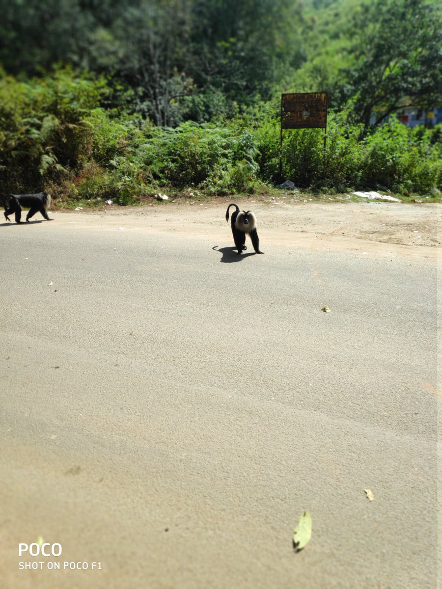 nimalsdn's tweet photo. #Valparai #SaveSholaForests #NatureisNature #AmidstofWildlife https://t.co/Lpa1mUPo7Y
