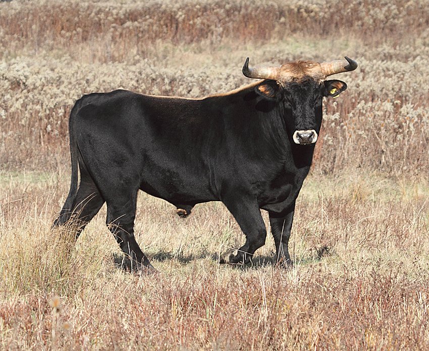 Then afterwards, some others tried to make it even better, saying: "The 'recreations' by the Heck brothers are too small, too short-legged, not elegant and their horns are not satisfying"So they're working on "Taurus Cattle," like Lamarck here.