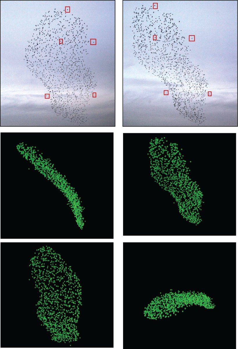 But fear not, gentle scholars, because once laptops became powerful enough, some Italians strapped cameras to the rooftops in Rome and tracked those birds in 3D… 3/n