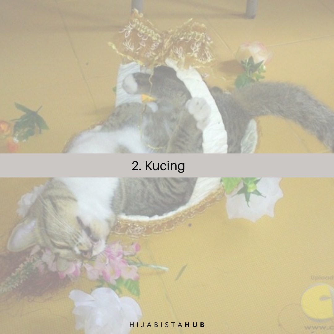 2. KucingBoleh, selain oyen.