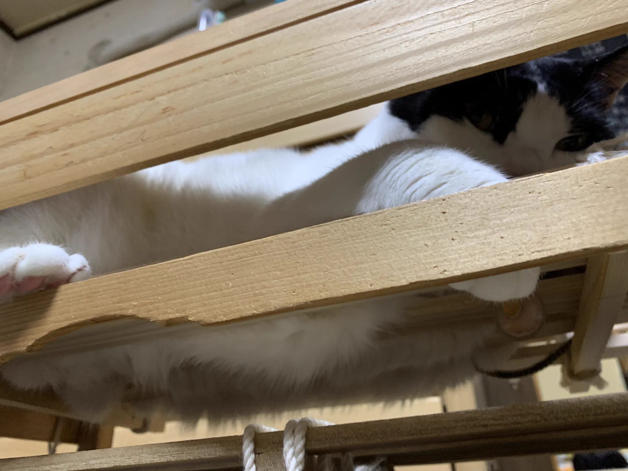 @ROkUHANA00 それを防ぐためにうちのヌッコは電気ストーブの上にこう 