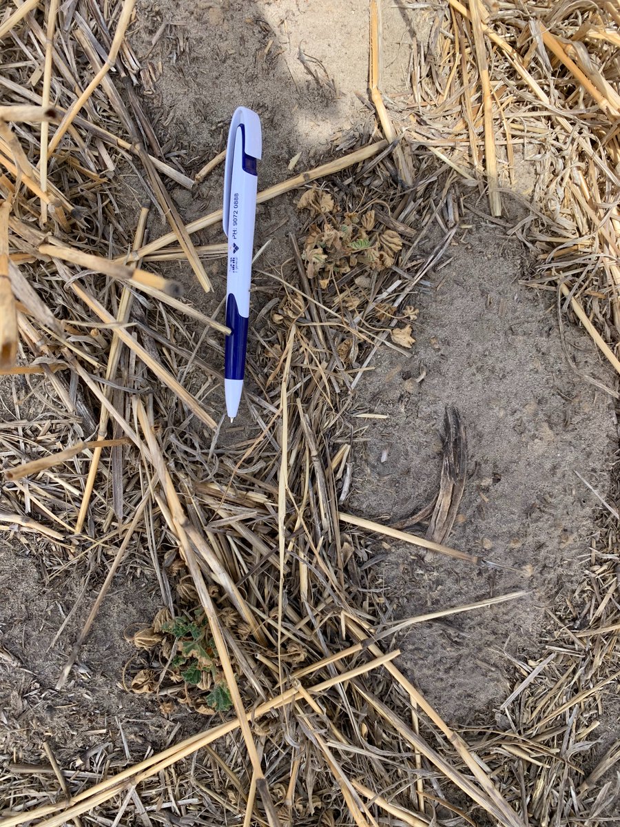 Some definite shading effects in our Marshmallow trial, but some good differences between single knock options at 14daa. Still no silver bullet compared to the double knock on big weeds but some pretty good contenders.