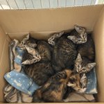 守谷市役所で子猫を保護!里親を探しています。