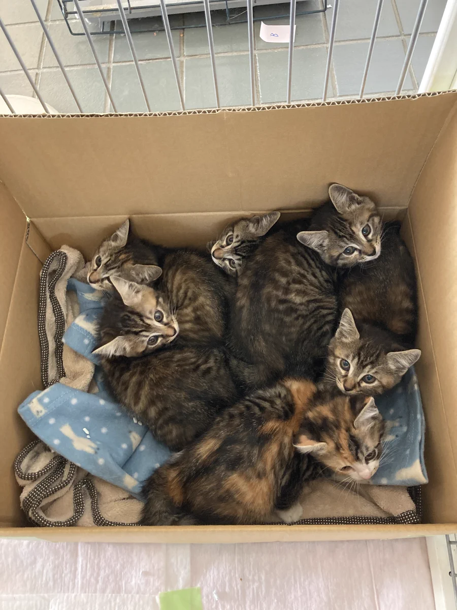 守谷市役所で子猫を保護！里親を探しています。
