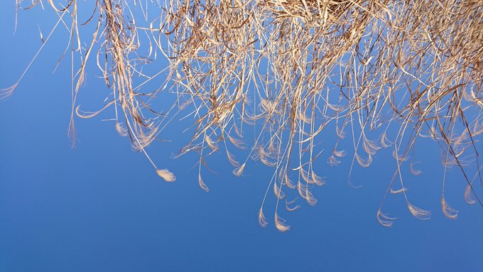 釣り初めしてきたけどアタリ1つなかったので寝ながら撮った枯れススキの写真しかないです 
