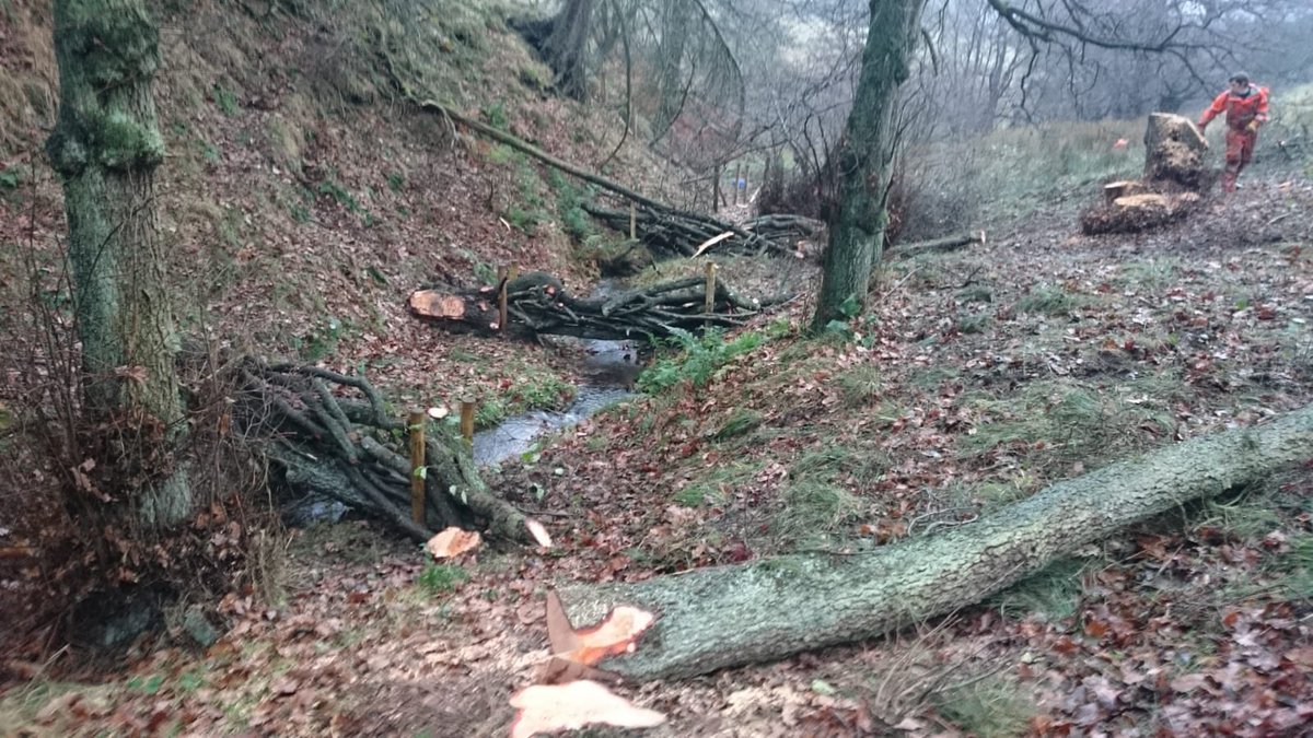 #MondayMotivation our Working for Water project has featured in the Sheffield Telegraph! sheffieldtelegraph.co.uk/news/environme… Find out about the project’s beavers and how their #nfm interventions are holding water high up in the Lakeland’s river catchments - Happy 2021!