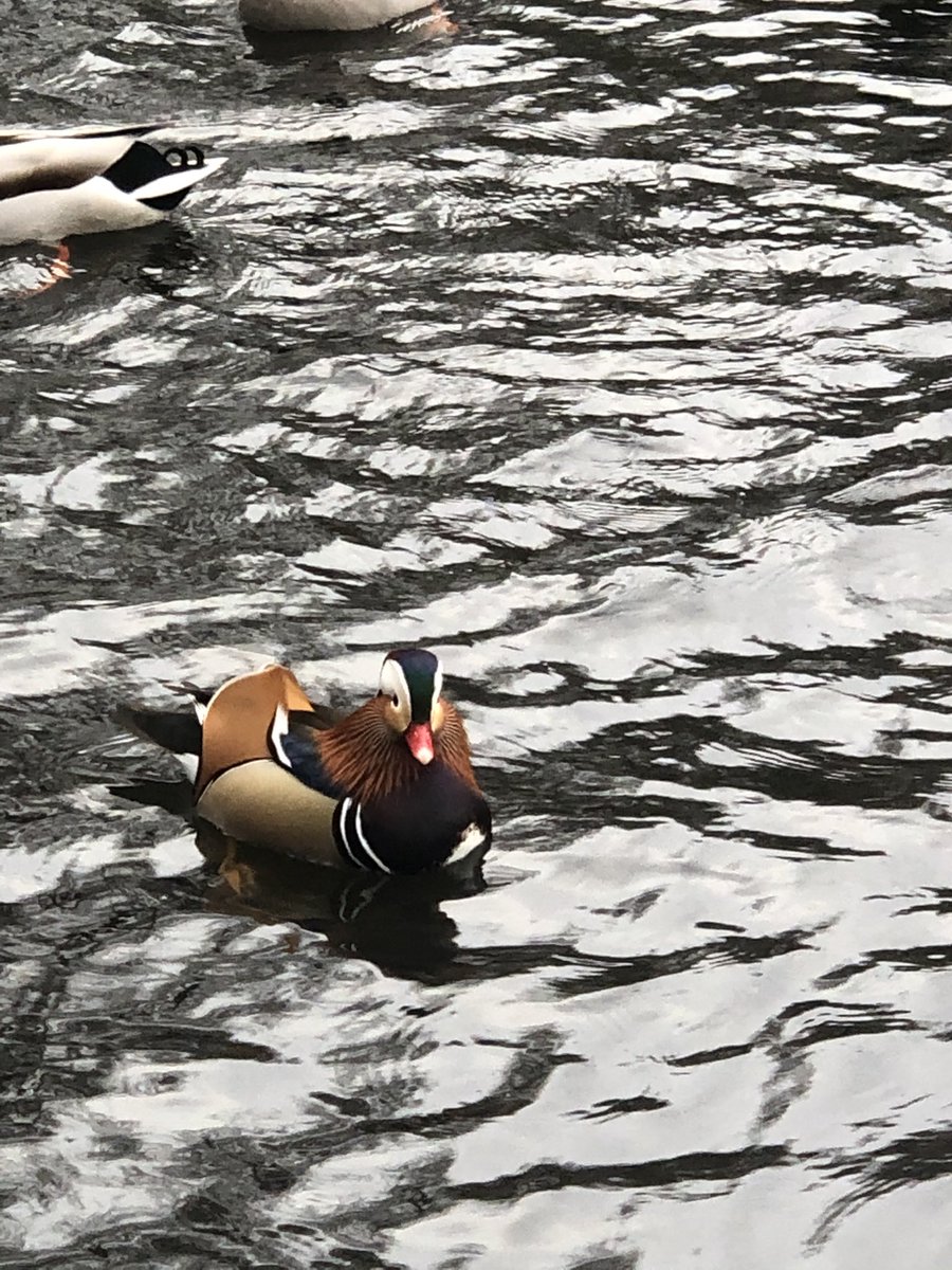 Net bij het #ommetje een heel bijzondere eend gespot. Is dit nou ook zo’n exoot waar het @jeugdjournaal het over had? #dtv #exoot