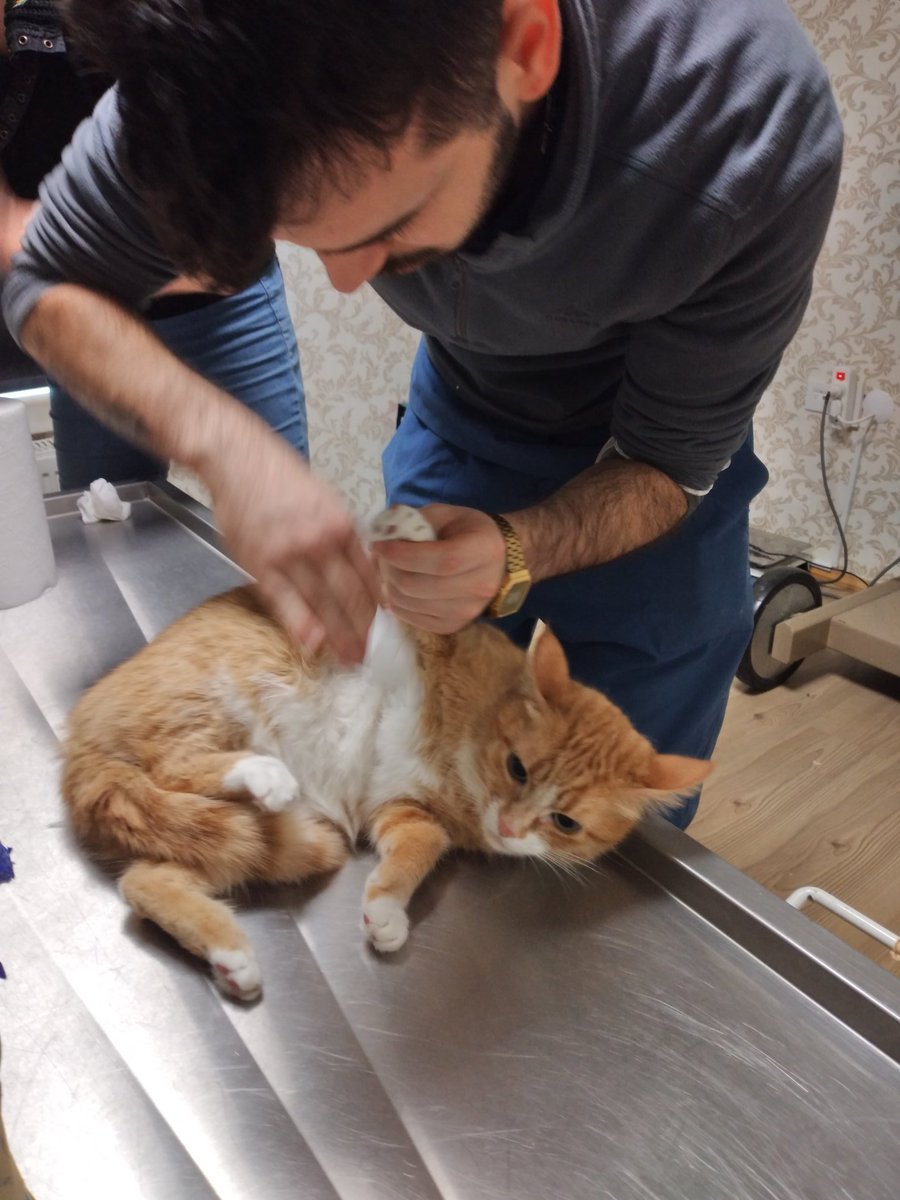 Evde terör estiren kızımızın veteriner halleri 🤣