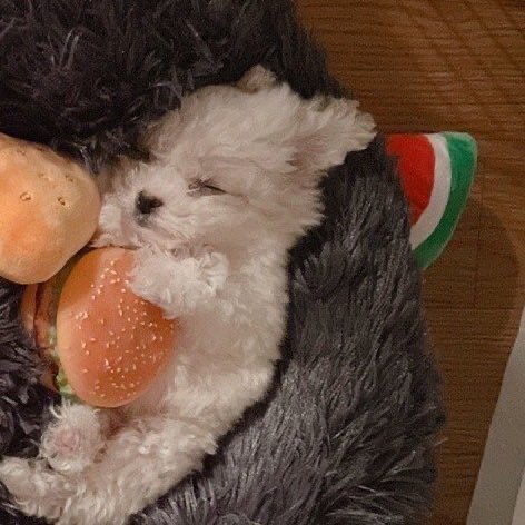 ผู้ฟังถามน้องเล่อว่าแบบพอเลี้ยงหมาแล้ว ชีวิตในแต่ละวันเป็นยังไงบ้าง คุณเกสต์บอกเขาเองก็อยากรู้เหมือนกัน ว่ามีเรื่องสนุกๆมั้ย น้องเล่อก้อแบบเปนเขินๆละก้อบอกว่า แดกัลน่ารักมากๆเลย เค้าเหมือนลูกชิ้นสีขาวๆเดินไปเดินมาเลยคับ🥺 แงตัวเล็กก