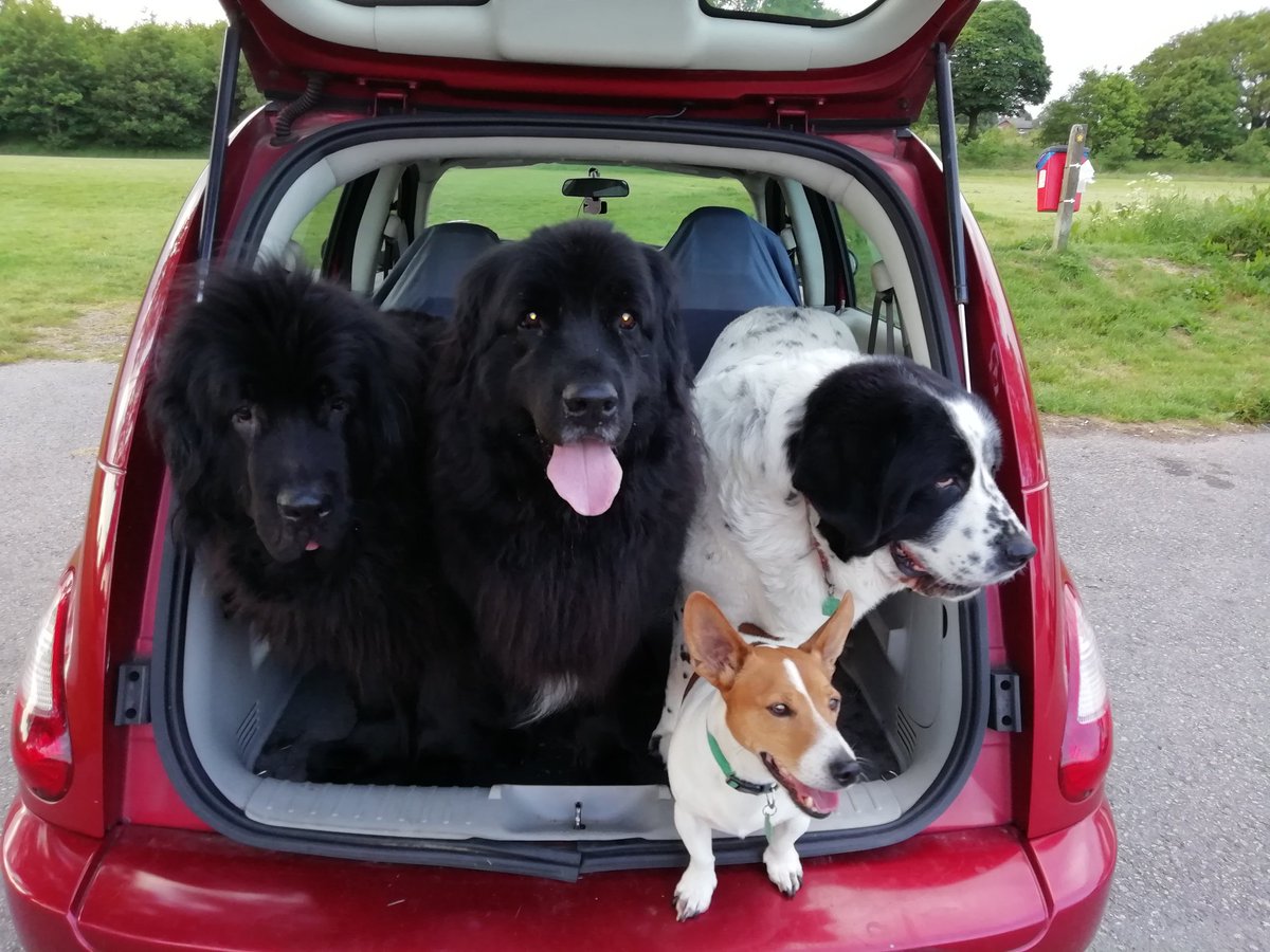 DayglowF's tweet photo. @SmartBusSol @THEJamesWhale @talkRADIO @virtualash All of my pac are rescues. https://t.co/rqMJyE8x9k