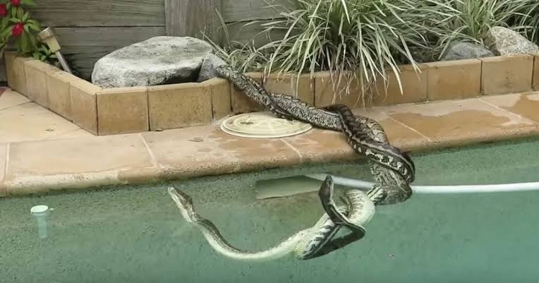 Python.They are also excellent swimmers, and can stay submerged for up to 30 minutes before surfacing for air. They won't also think twice about striking.