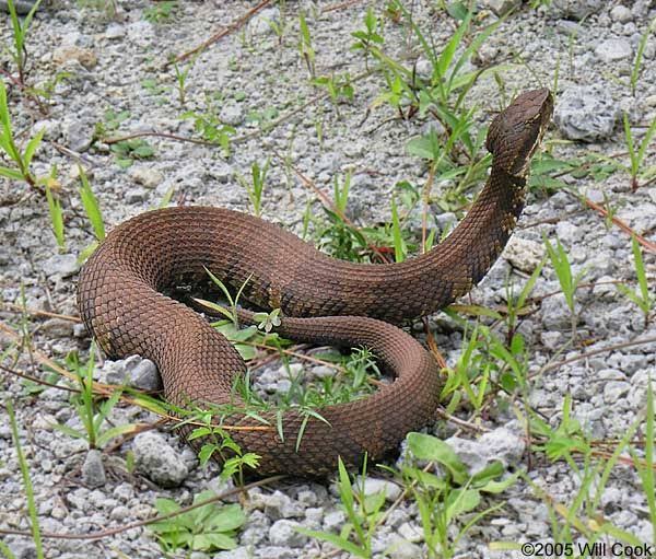 Water MoccasinsFights back when attacked. Fat body but moves swiftly on water.