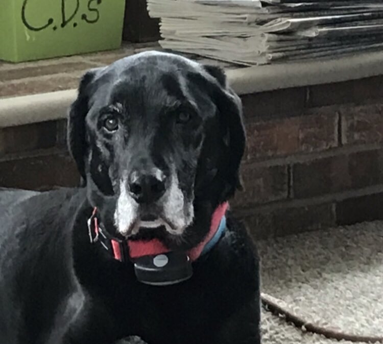 Phyllis DeStefano tweet media