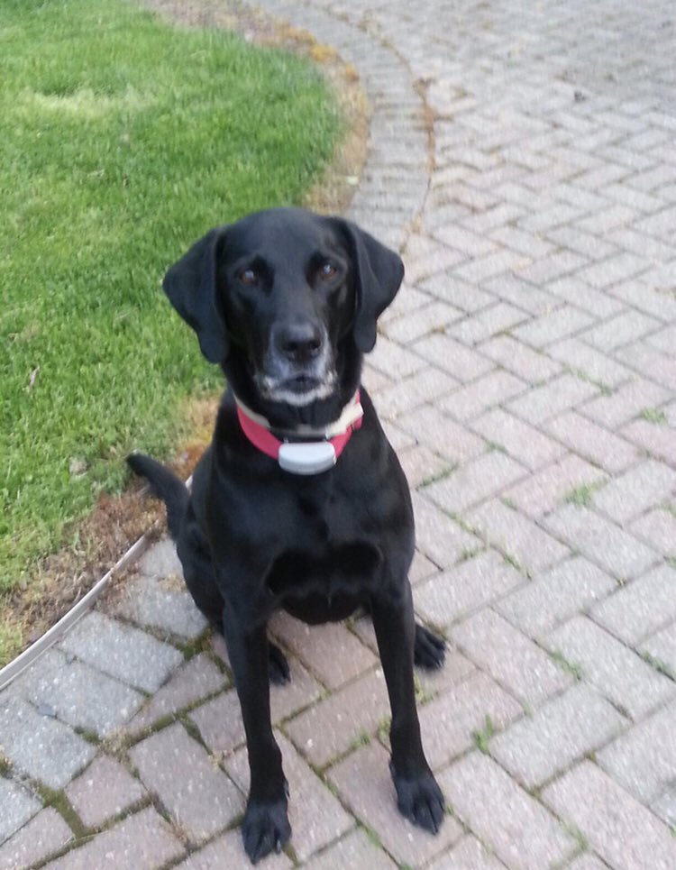 Phyllis DeStefano tweet media