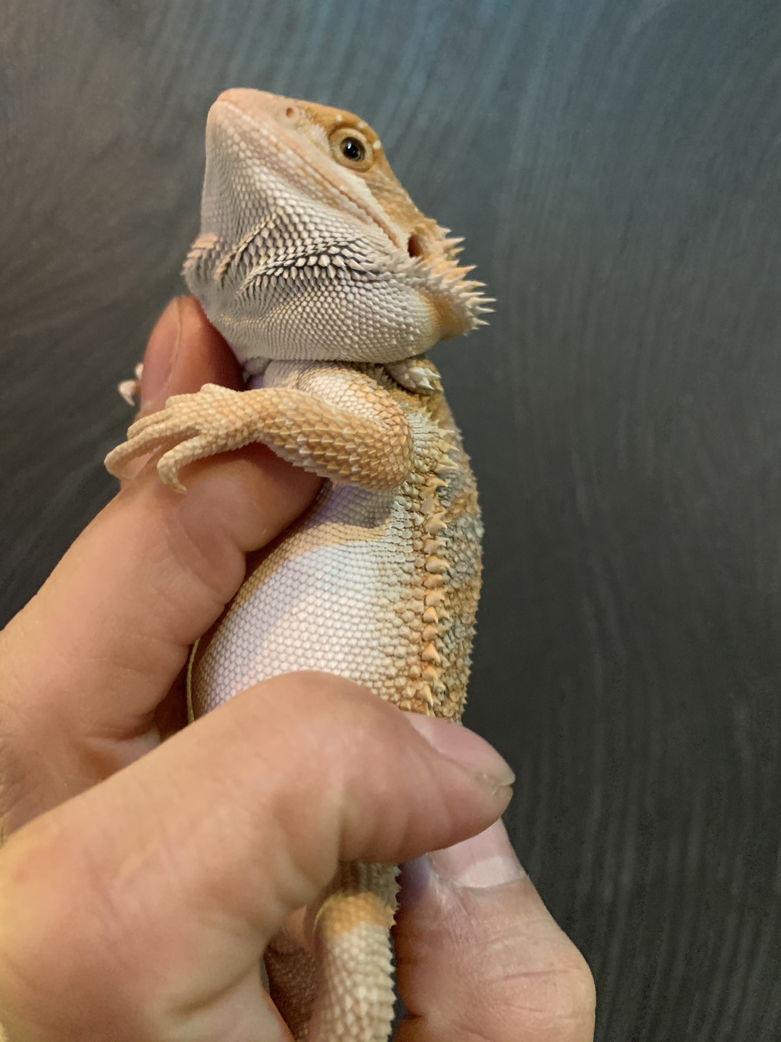 軍団r 太フトアゴヒゲトカゲ フトアゴヒゲトカゲ おデブ かわいい 爬虫類 アゴ パンパン T Co Eamdekcloq Twitter