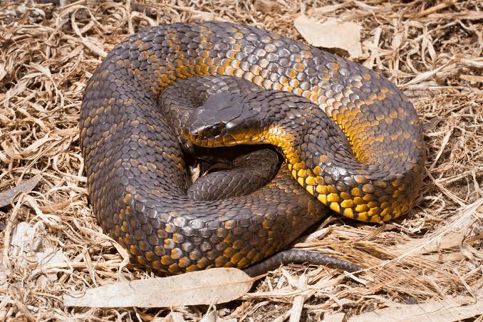 Tiger snake.Found in Australia. Another land and air (tree) snake. Fights you to the last minute. Best man wins.