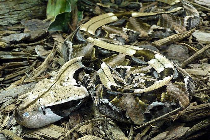 Gaboon Viper.Found in Africa.2nd most venomous and dangerous snake after King cobra. You don't wanna get face to face with this one at the river