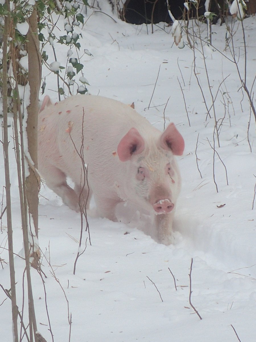 Variations on the same theme 21