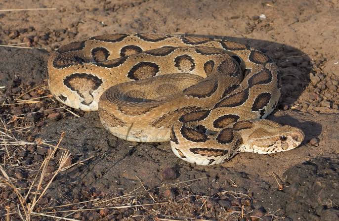 Russell's ViperRestricted to any particular habitat, but does tend to avoid dense FORESTS.. Found in Asia particularly India. Goes on water after you when provoked