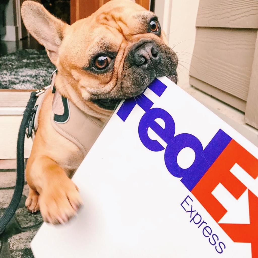 can you send a dog through fedex