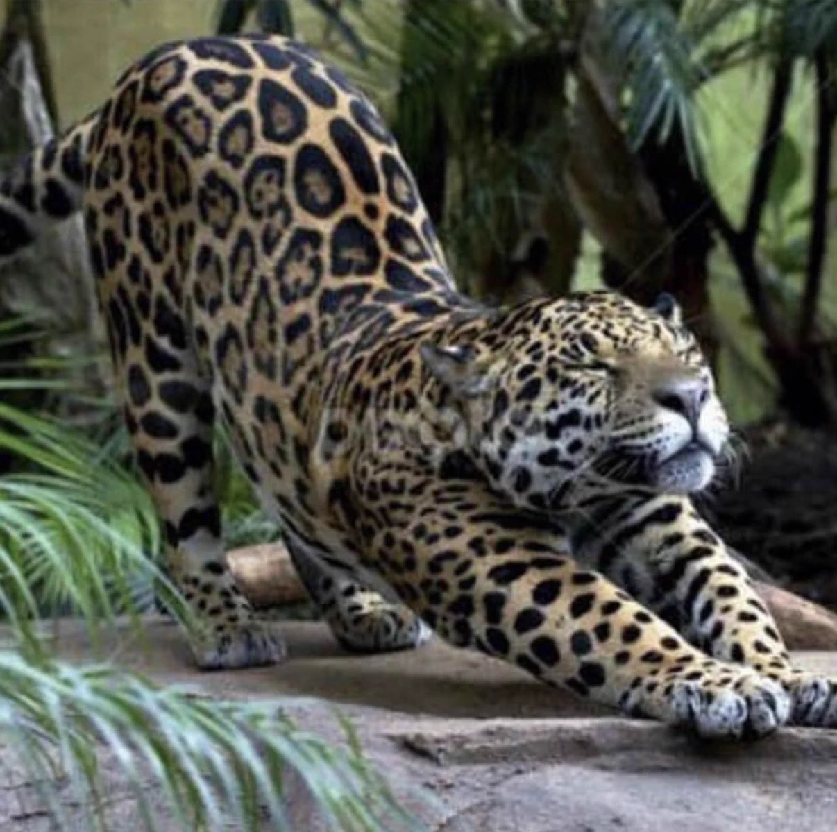 見た目や大きさは違っていても？ネコ科の動物の「伸び」はみんな一緒！