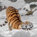 見た目や大きさは違っていても？ネコ科の動物の「伸び」はみんな一緒!