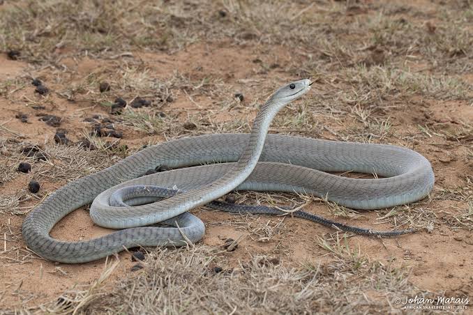 The Notorious Black Mamba.Contributes to many cases of snake bites in Sub Sahara Africa. Moves swiftly. Fights aggressively.