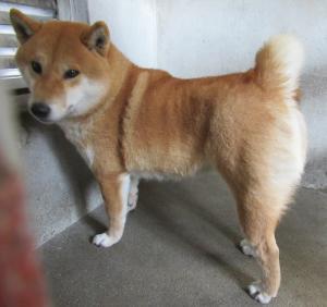 柴犬を探しています Oohovn1yc6xbhes Twitter