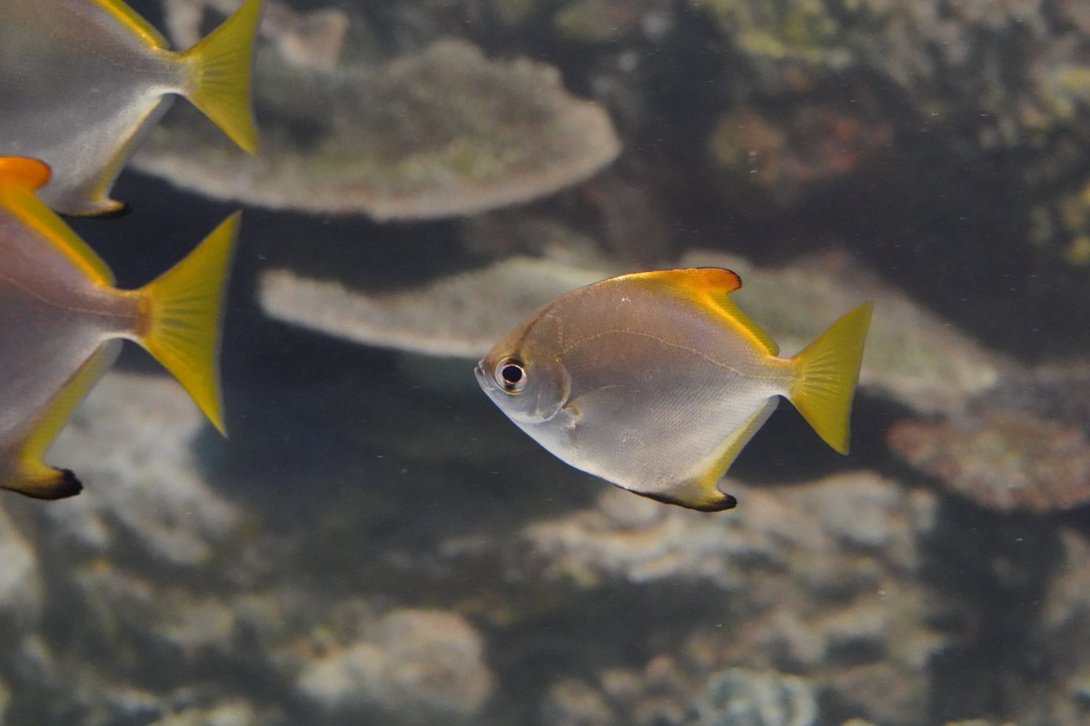 ヒメツバメウオ