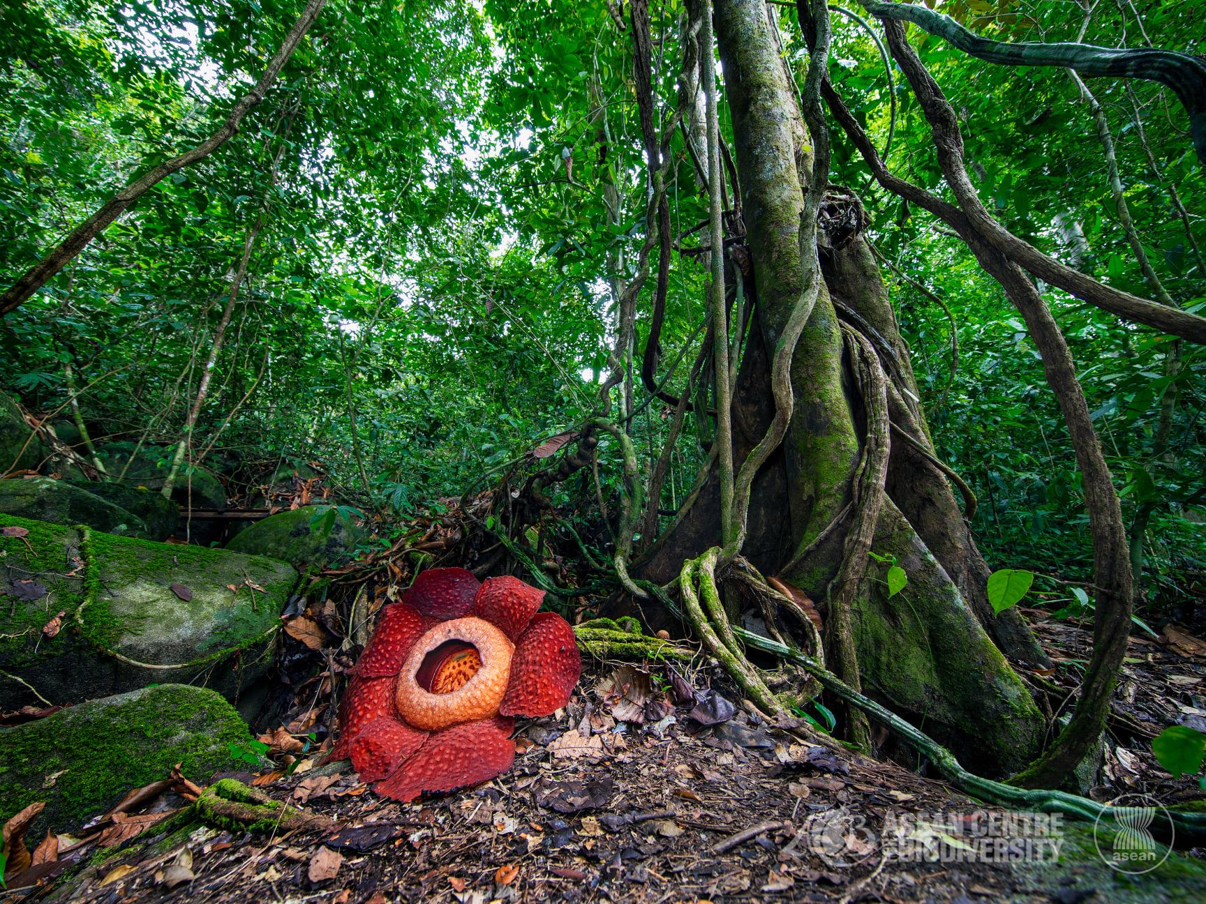 ASEANBiodiversity on Twitter: ASEANBiodiversity on Twitter: