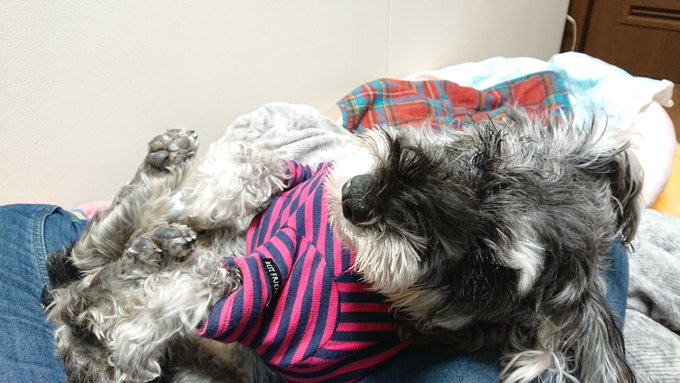 時々お膝の上のtwitterイラスト検索結果