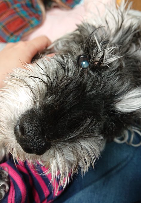 時々お膝の上のtwitterイラスト検索結果