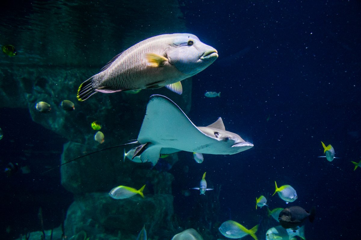NMAPlymouth's tweet photo. As we're temporarily closed once again to the public, we want to know what content would you like to see?
🦀Fun and/or informative videos?
🐠Blogs?
🦈Live videos?
🐡Relaxing videos?
🐙Any particular animals you want to see and/or know more about?
Let us know in the replies⬇️ https://t.co/Pk0DGPaVD1