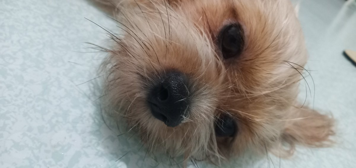 edzgalang's tweet photo. Big puppy eyes.  And my heart melts.  :)

#gabventures https://t.co/Dmrs8Vwx0T