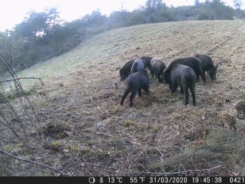 enviedechasser's tweet photo. Nouvelle annonce - CHERCHE POSTIERS EN DROME #chasse #chasseurs https://t.co/N8X1Nvo8nQ https://t.co/6aUFbeTNgK