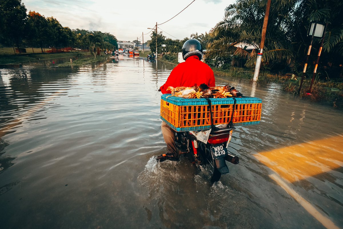 3. Penternak binatang paling kasihan. Ada beratus-ratus ekor lembu, kambing, puluh ribu ekor ayam kena pindah ke tempat lain.Takde kandang utk letak.Takde makanan (rumput tenggelam).Banyak binatang lemas.Itu belum ayam, kucing dll yang 1-2 minggu duduk atas pokok tak makan.