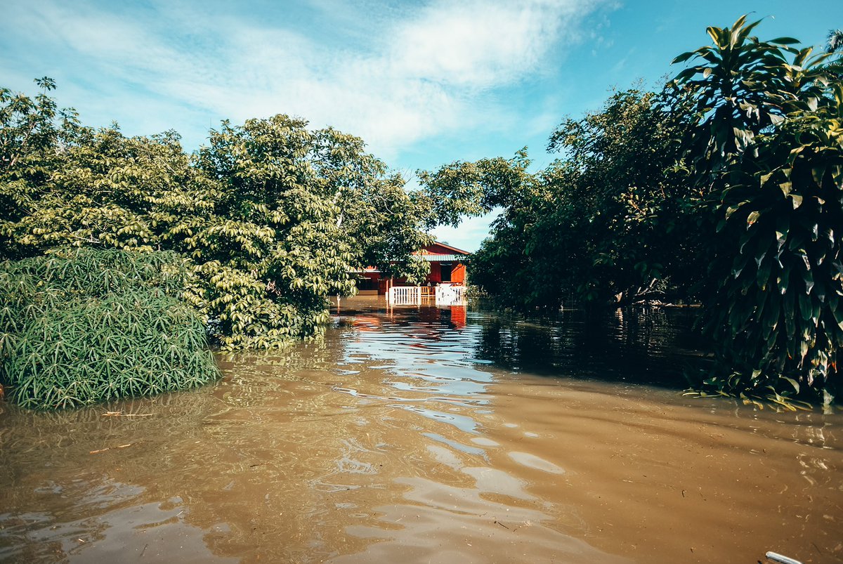 4. Banyak pokok mati.Bila air bertakung, banyak pokok (buah-buahan, bunga, sayur dll) akan lemas.Kampung aku langsung takde pokok durian. Ia pokok paling manja. 100% confirm mati bila banjir.Pokok paling tahan, pokok sawit. Sebulan bergenang air, takde satupun yang mati.