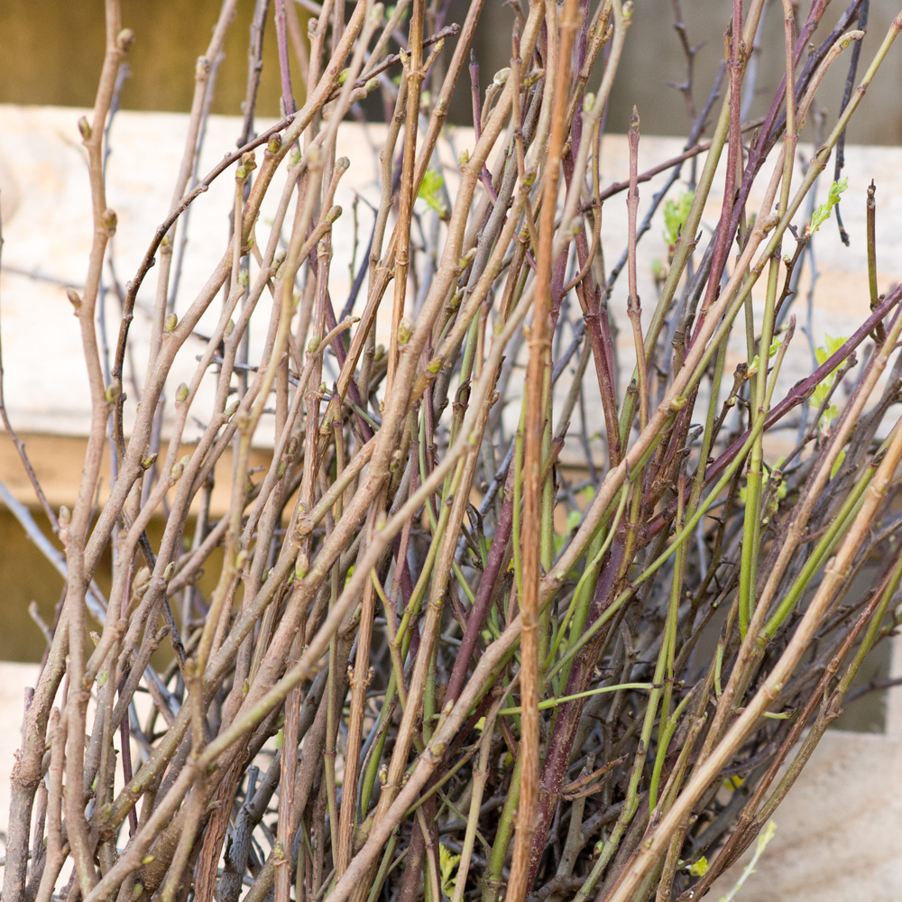 WyevaleNurs's tweet photo. Native mixed #hedges are a fantastic source of food and shelter for #wildlife including #birds and #insects. We grow a wide range of native transplants perfect for creating a hedge. #NativeHedges https://t.co/IBpF5Ub8CB