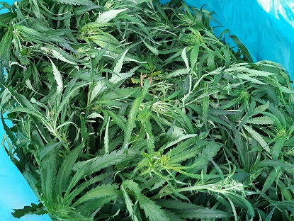 Melding politie Lijsterweg Velden